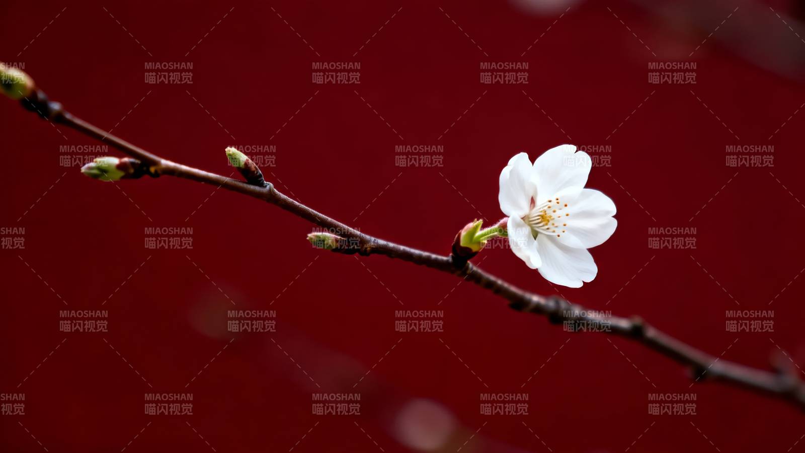 红底白樱绽放图片