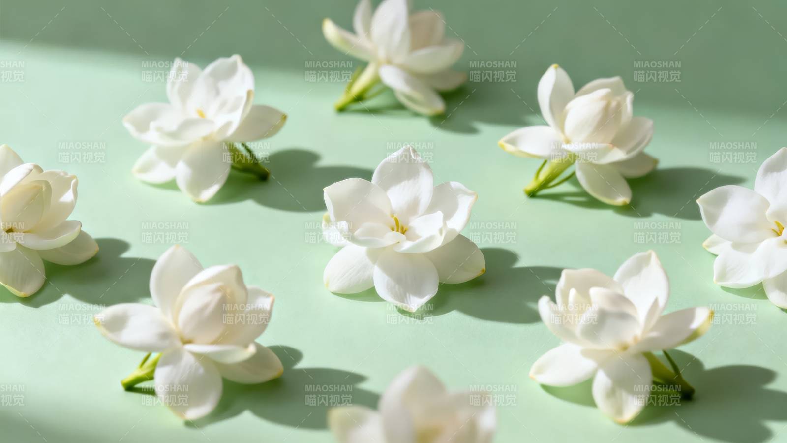 洁白茉莉花绽放图片