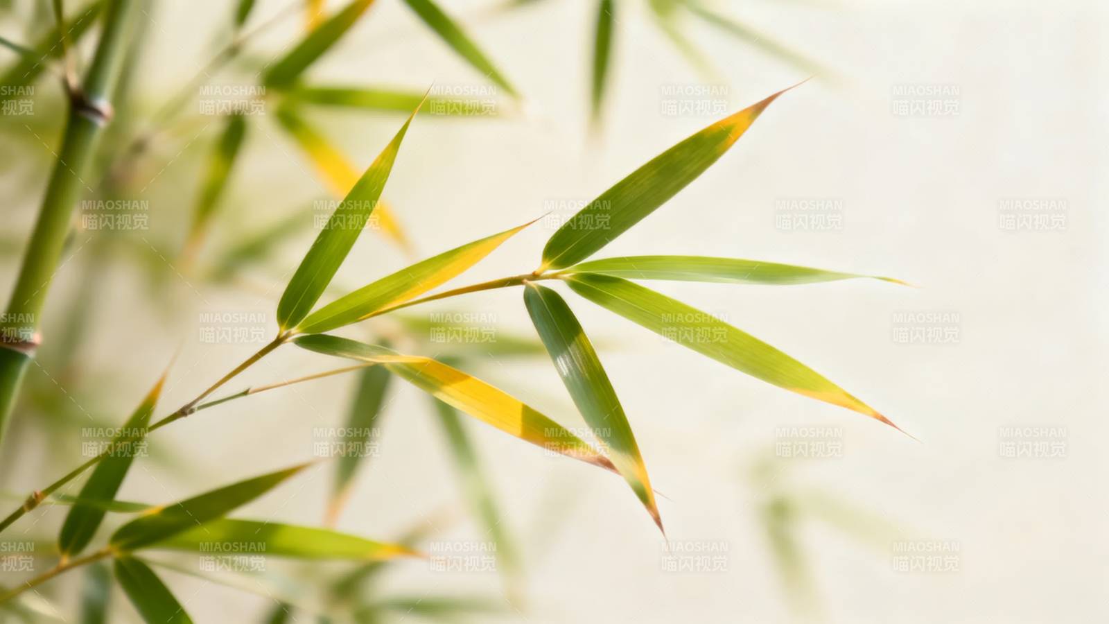 竹叶轻摇 绿意盎然图片