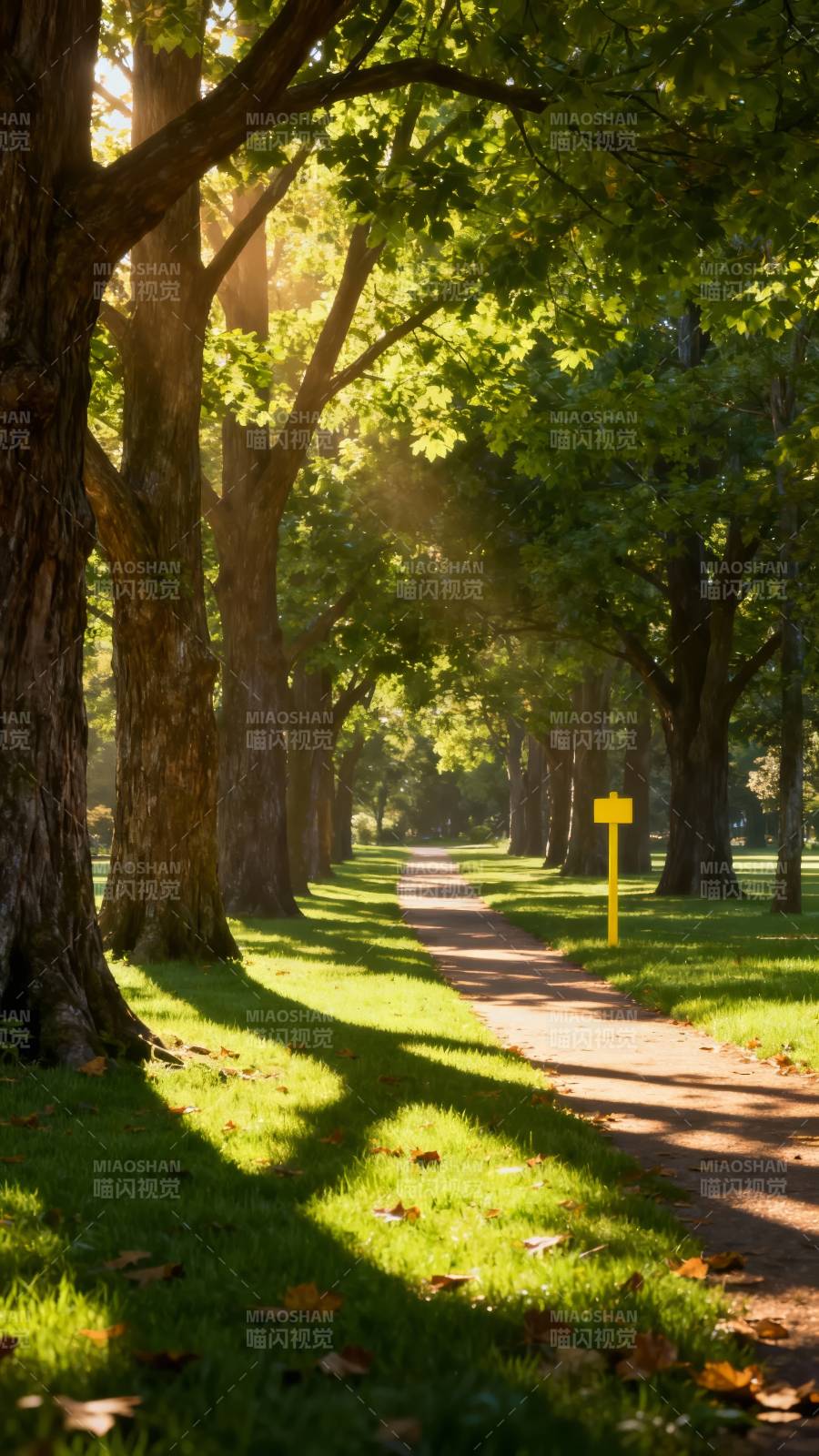 林间小径晨光图片