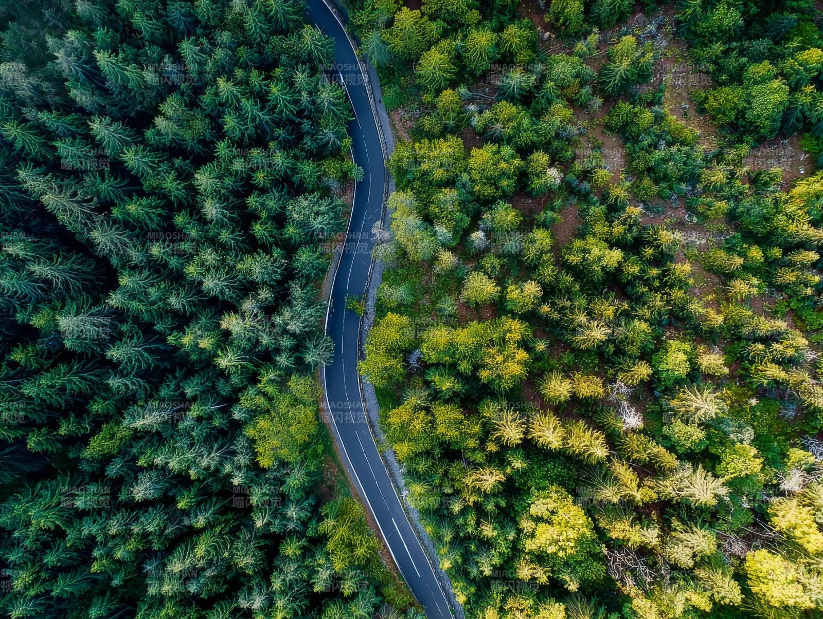 林间蜿蜒公路图片