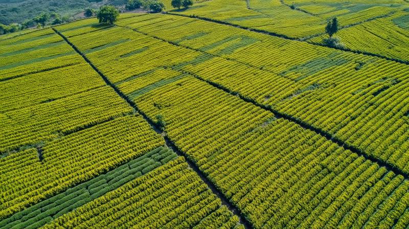 金黄田野如画图片