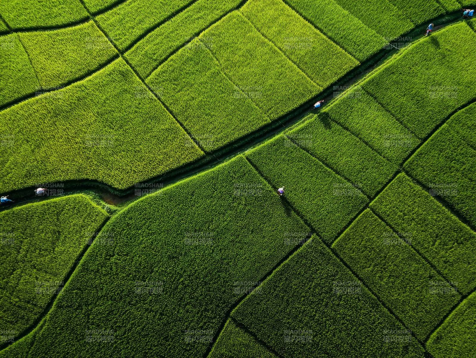 绿野棋盘路图片