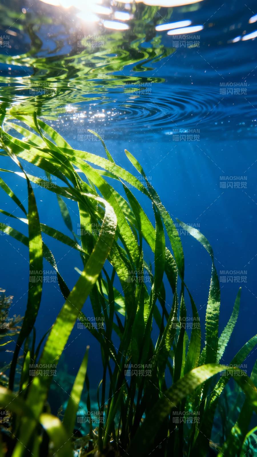 水下绿植光影图片