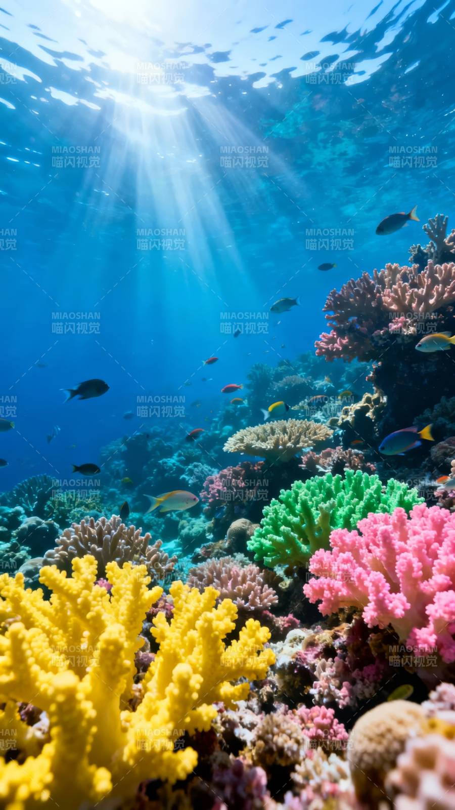 海底珊瑚奇观图片