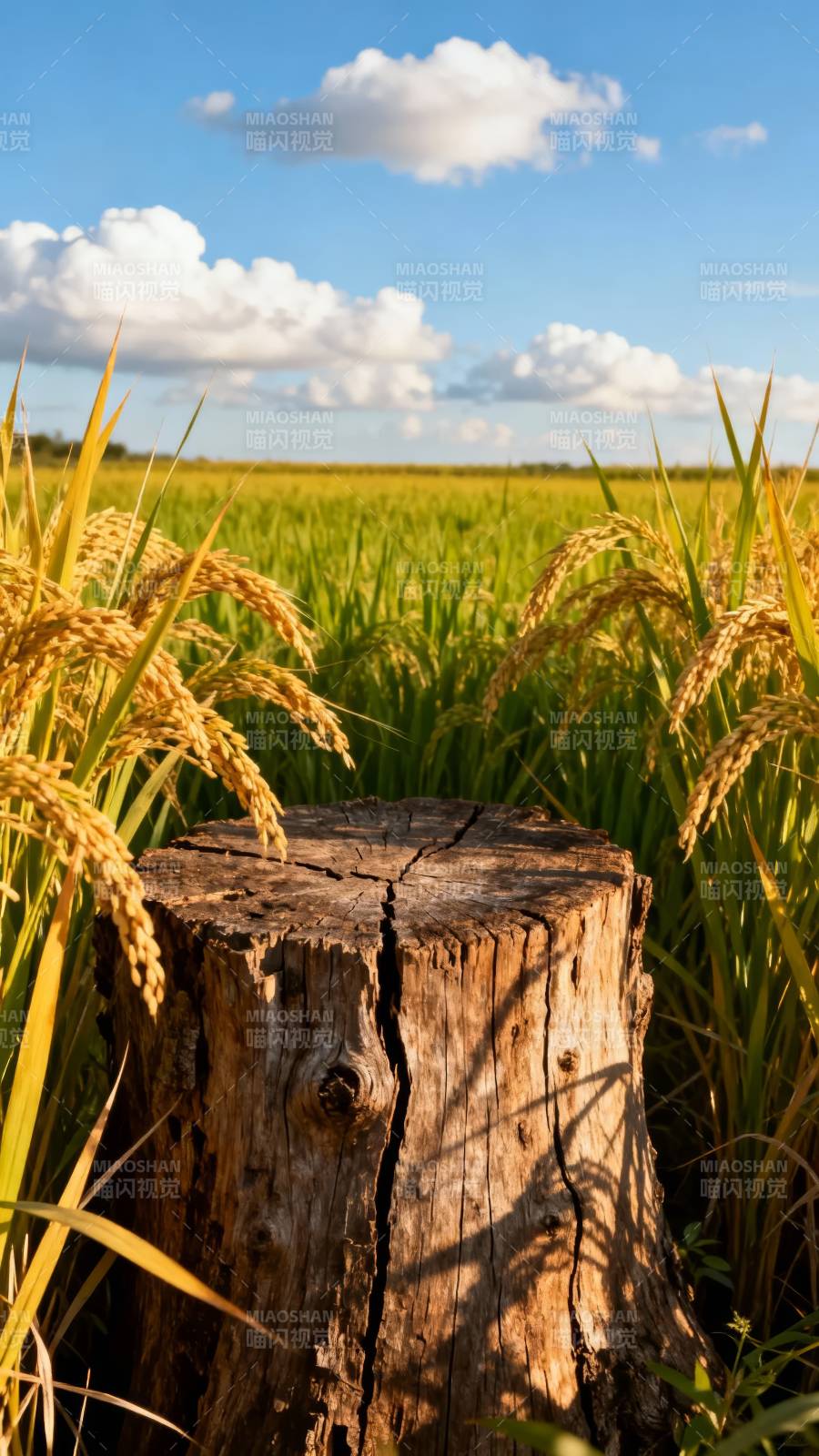 稻田中的树桩图片