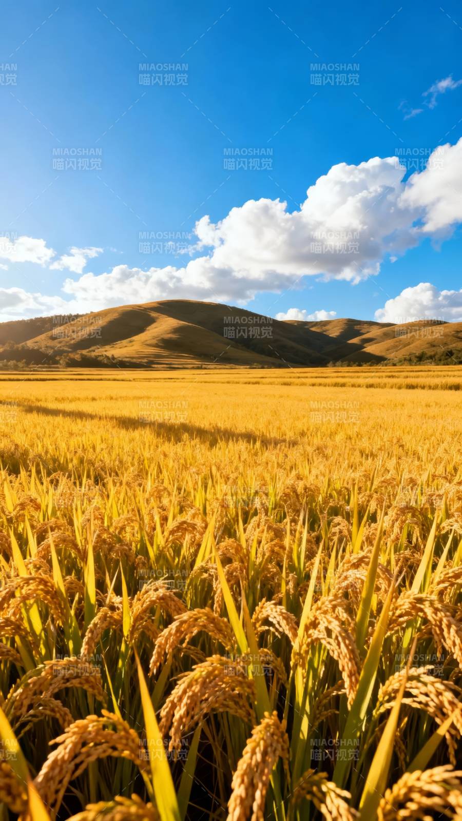 金秋稻田风光图片