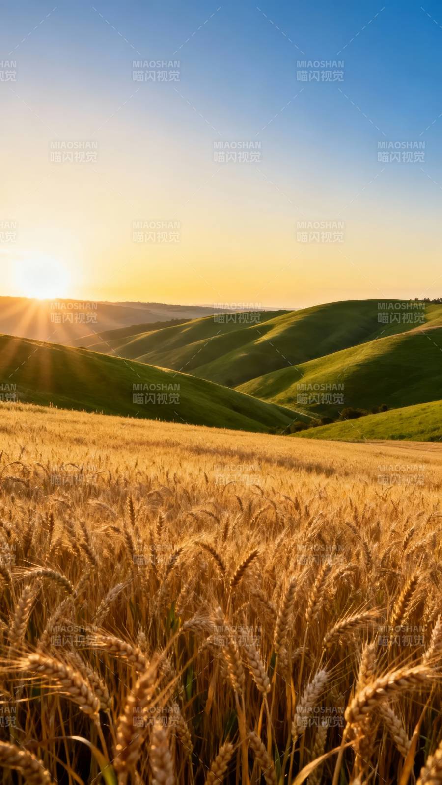 金色麦浪夕阳照图片