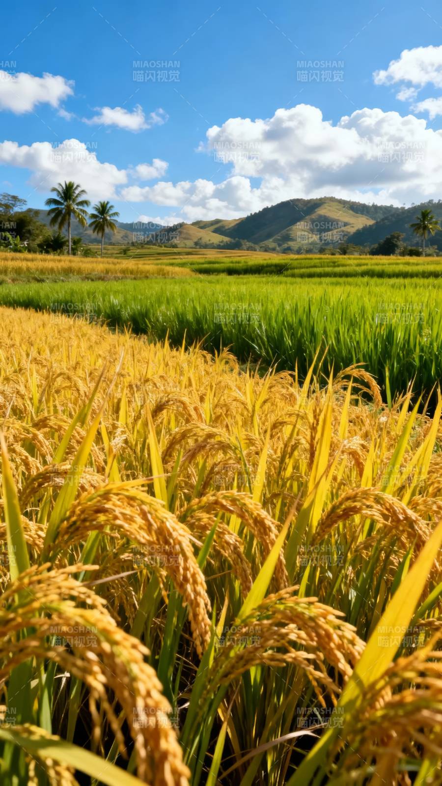 金稻映青山图片
