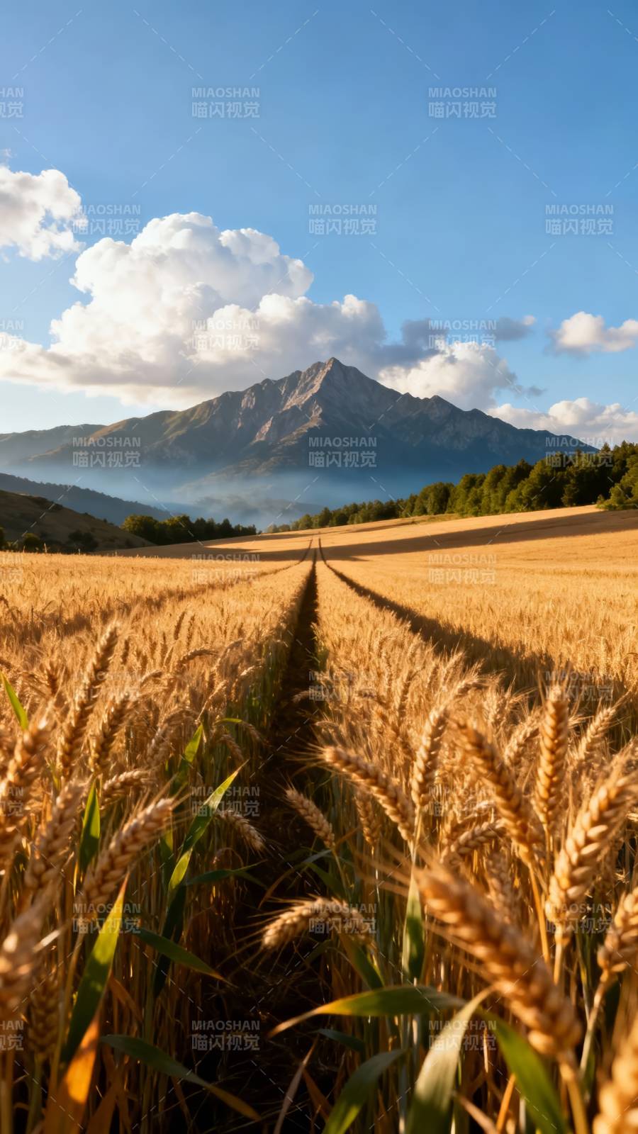 金麦映山 云天共舞图片