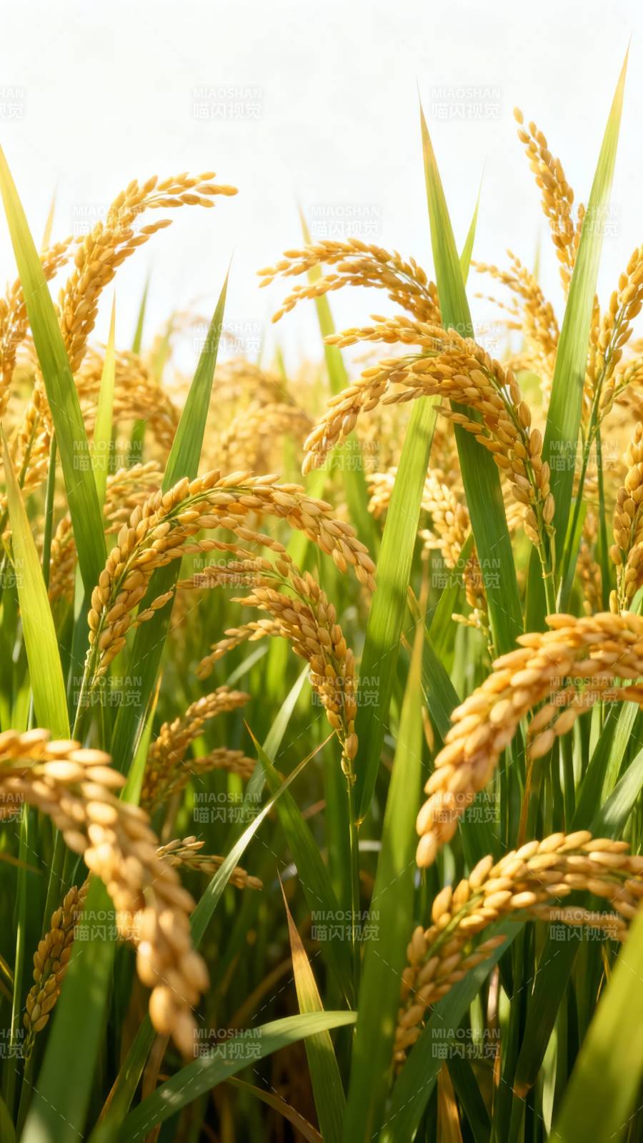 金秋稻田丰收景图片