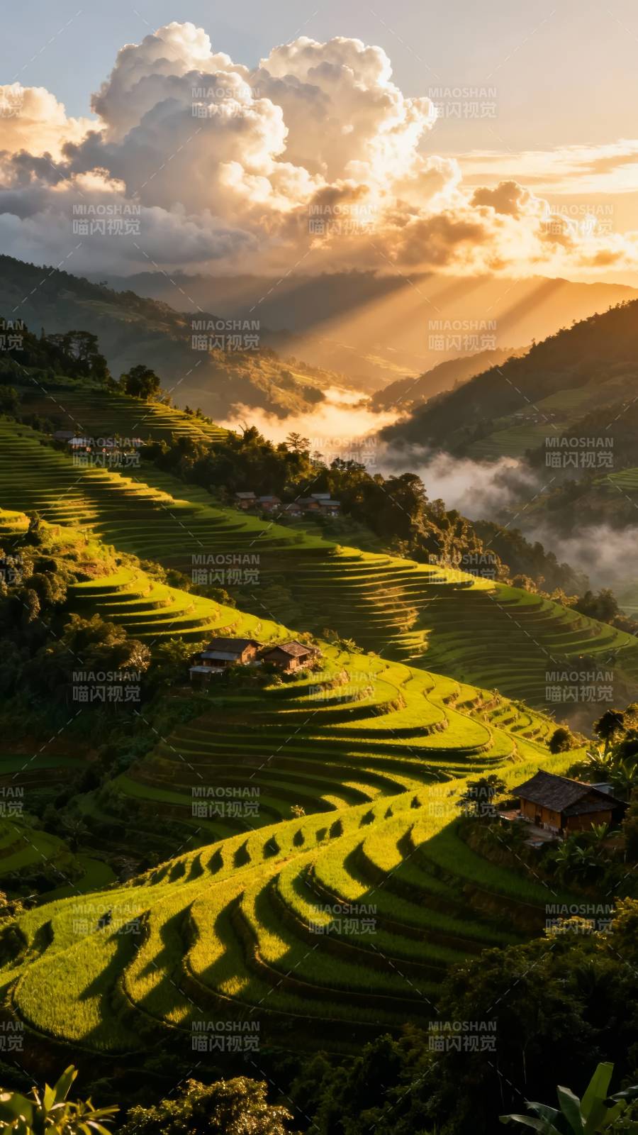 梯田晨光图片