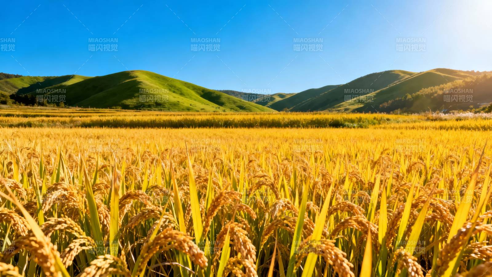 金秋稻田风光图片