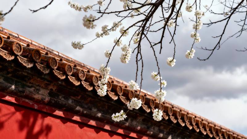 樱花映古檐图片