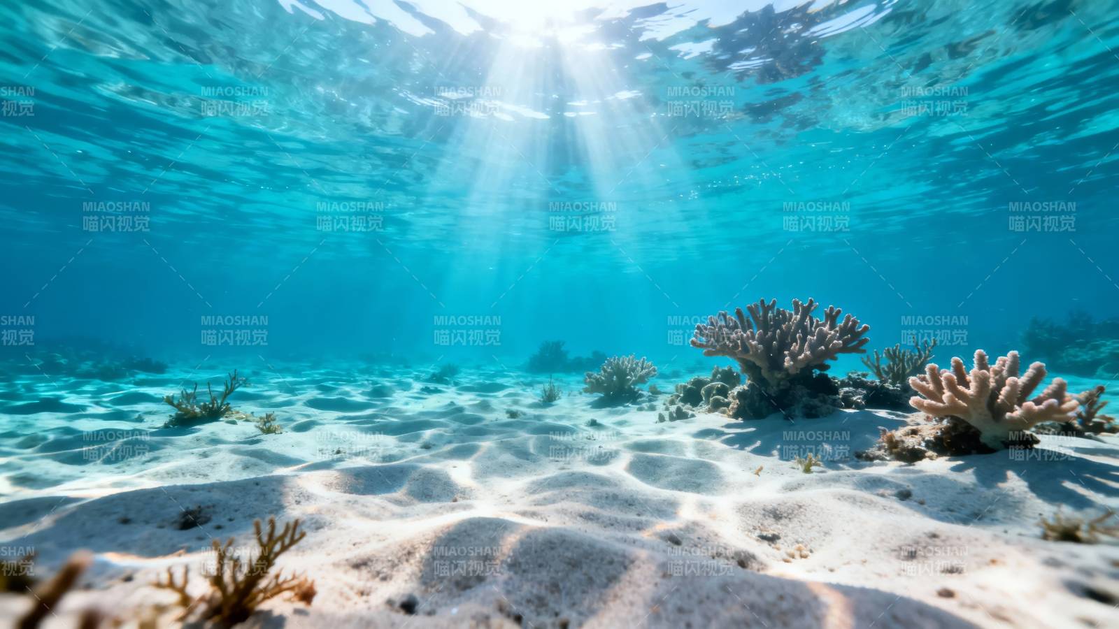海底阳光珊瑚景图片