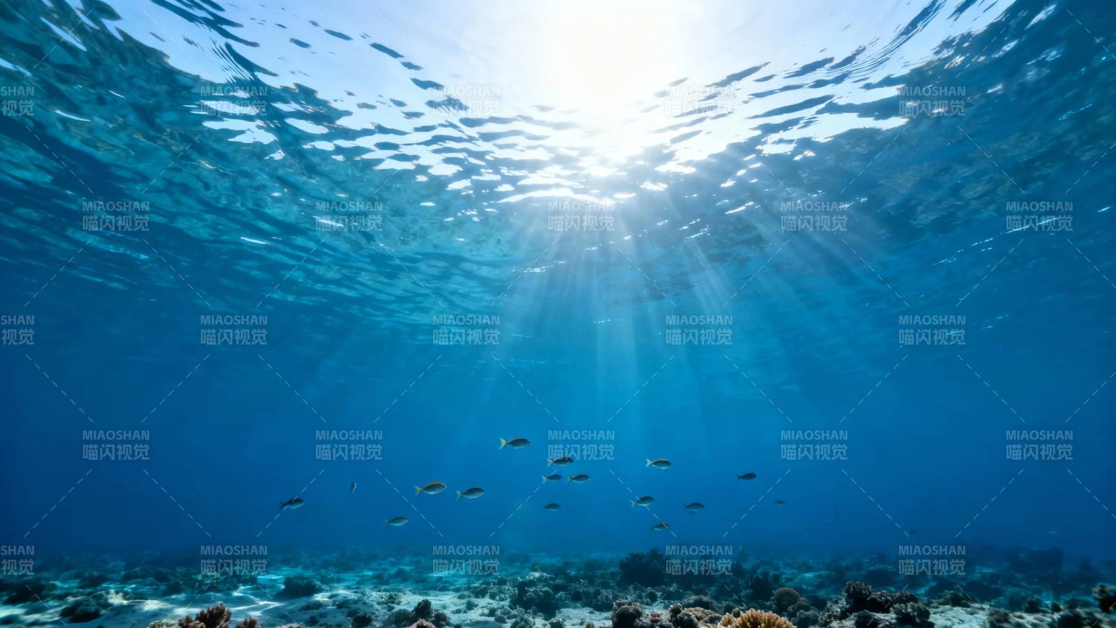 海底阳光鱼群图片