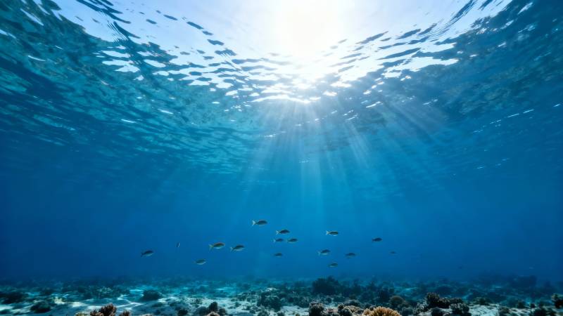 海底阳光鱼群图片