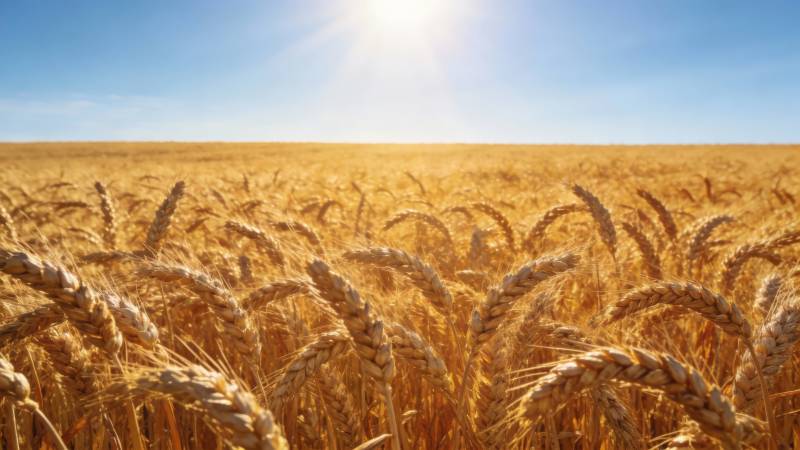 金黄麦田迎朝阳图片