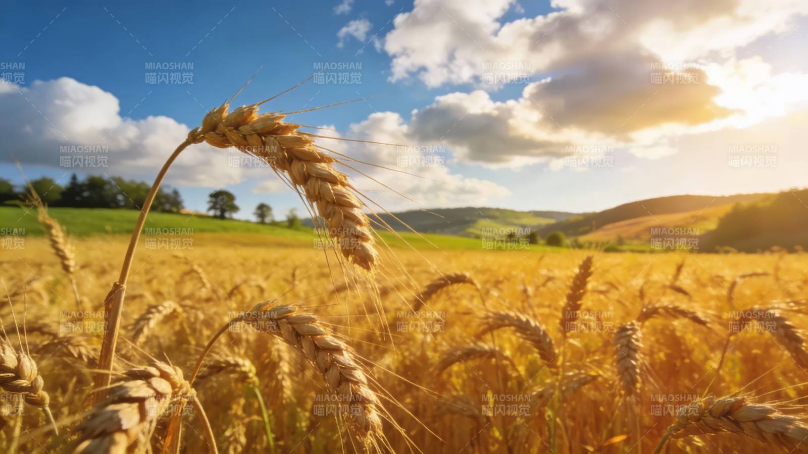 金麦飘香 丰收在望图片