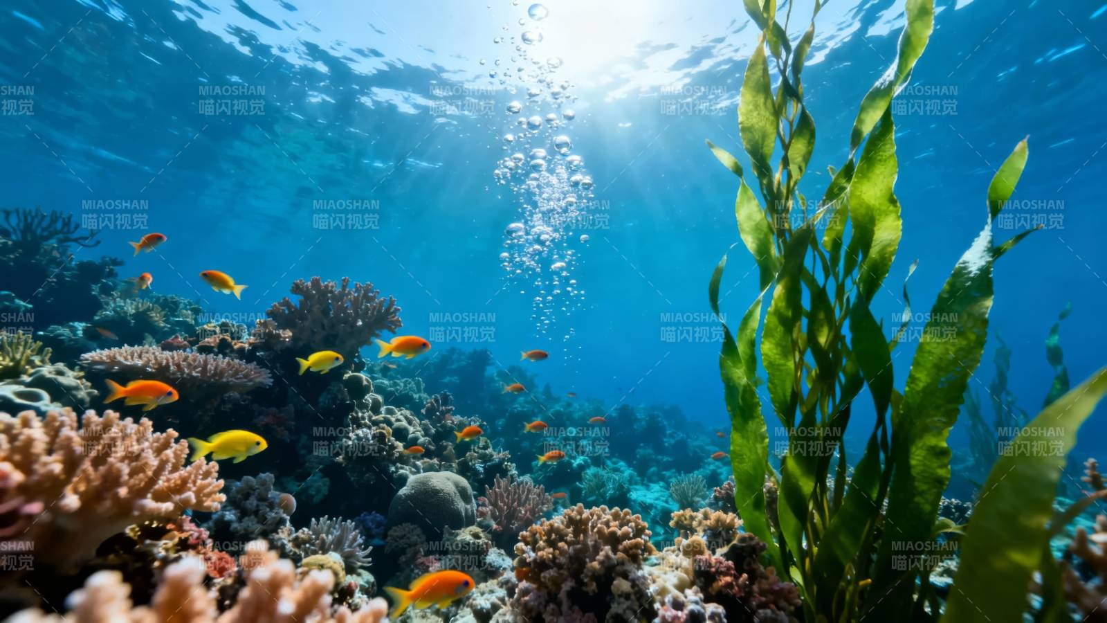 海底珊瑚礁奇观图片