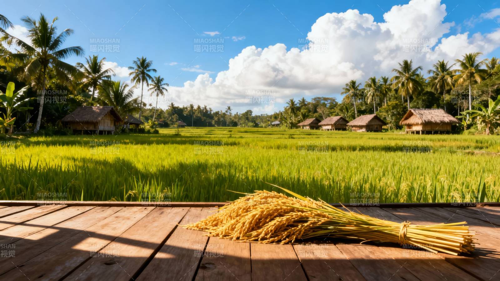 稻田风光 丰收在望图片