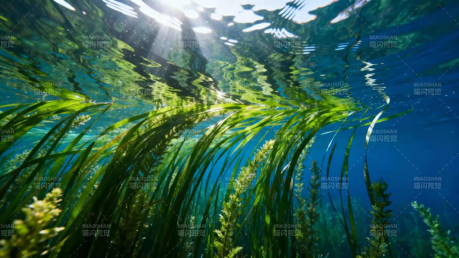 水下绿藻光影图片