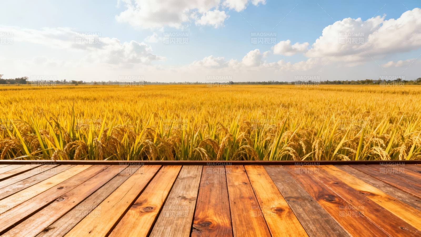 金秋稻田木栈道图片