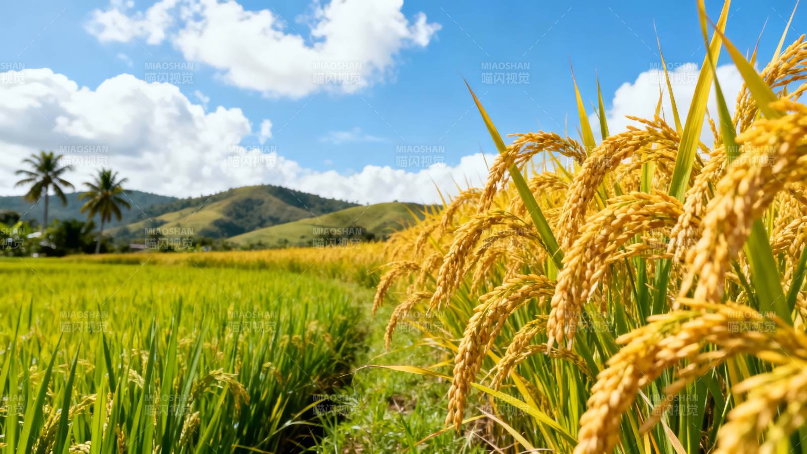 金稻田风光图片