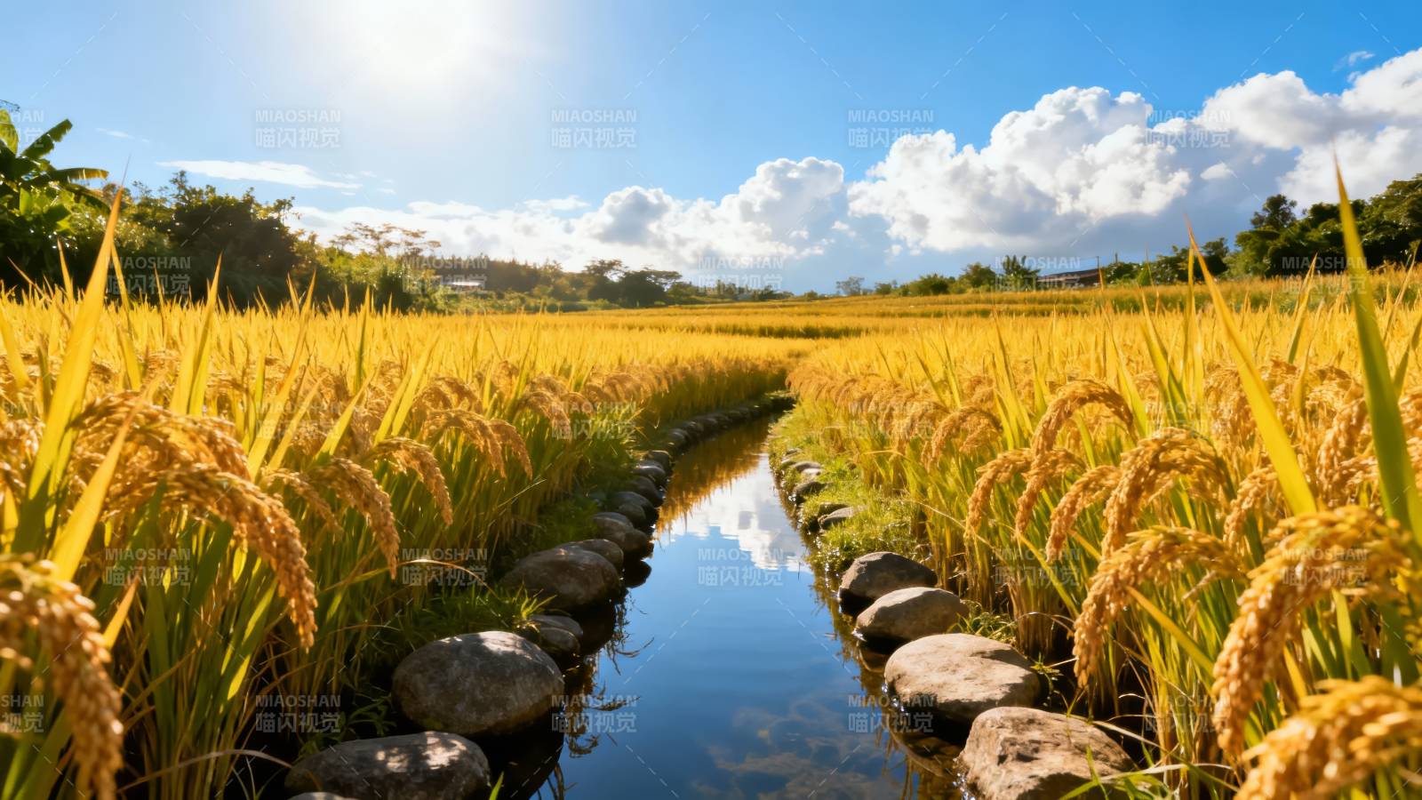 金秋稻田风光图片