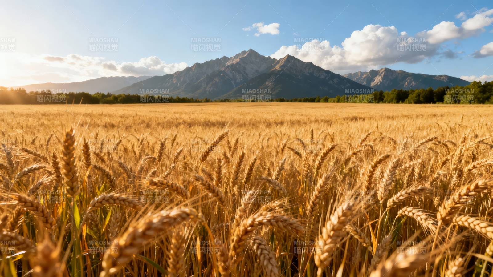 金麦映山 秋日丰收图片