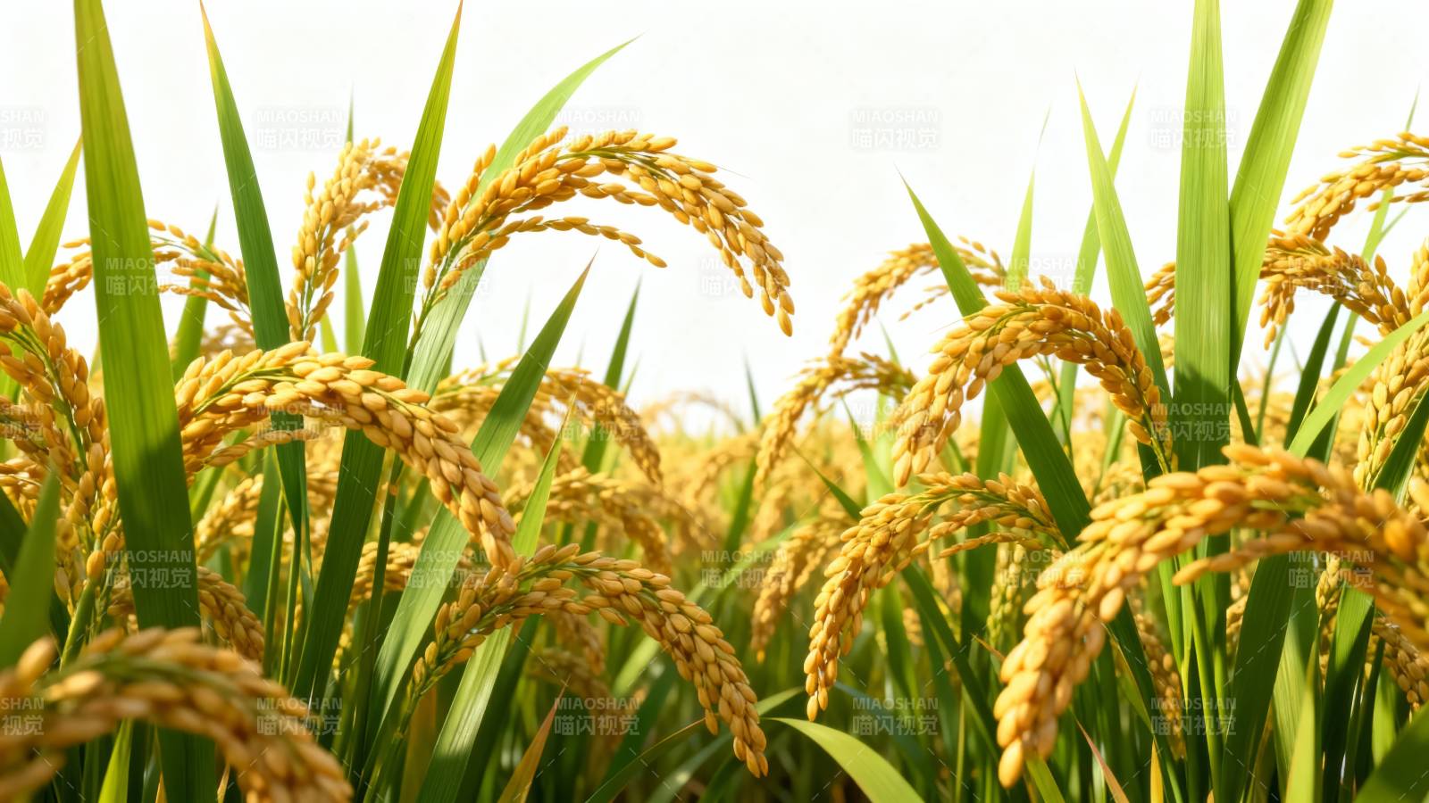 金稻飘香图片
