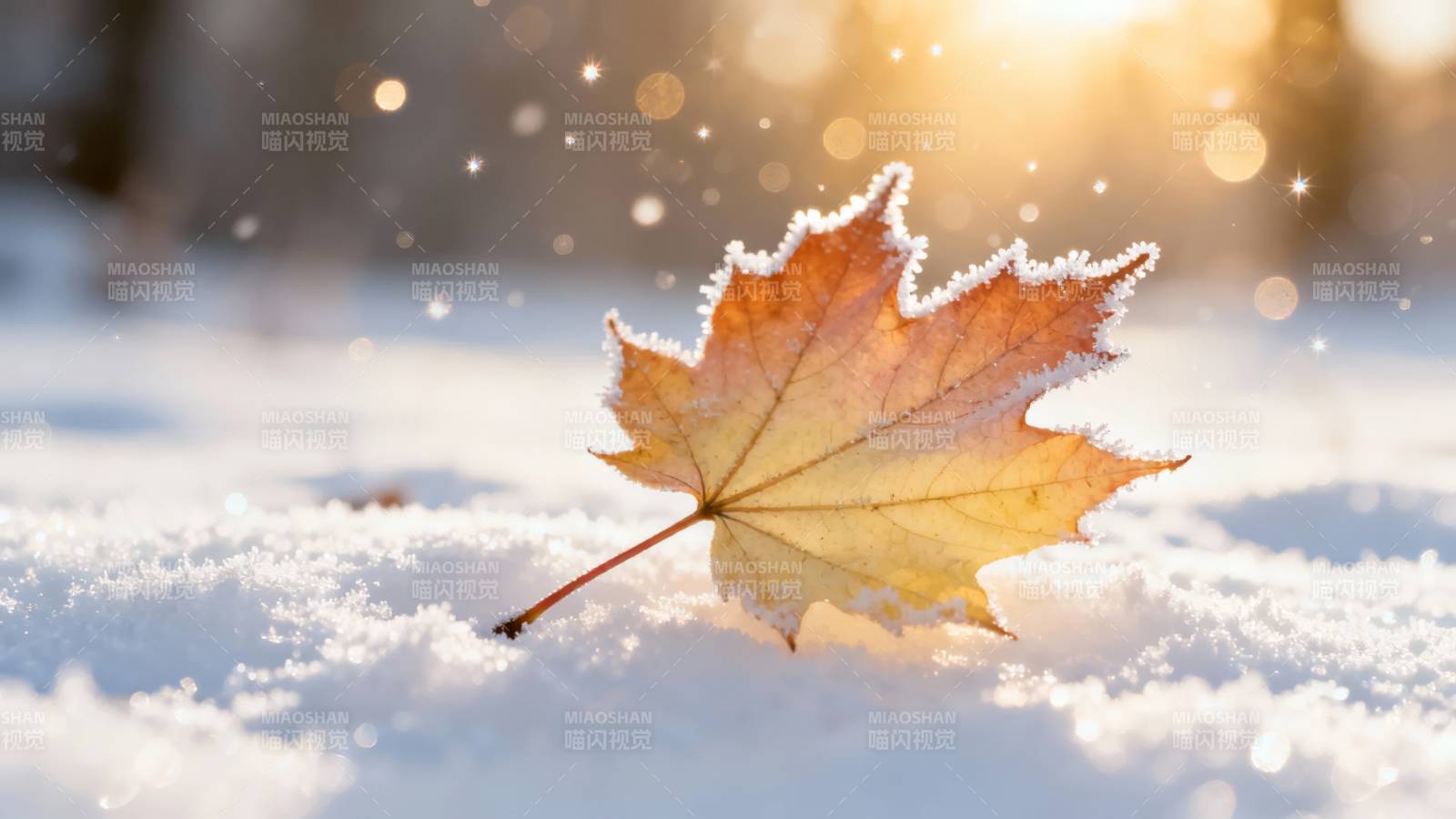 雪中枫叶图片