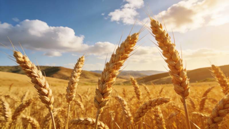 金麦迎风舞图片