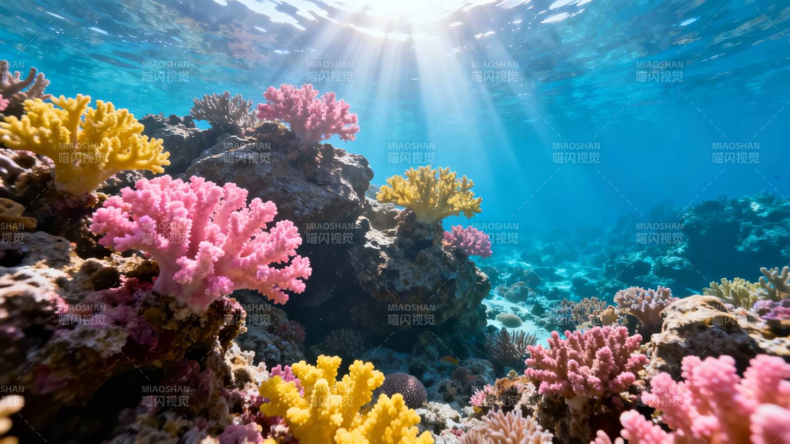 珊瑚礁的绚丽世界图片