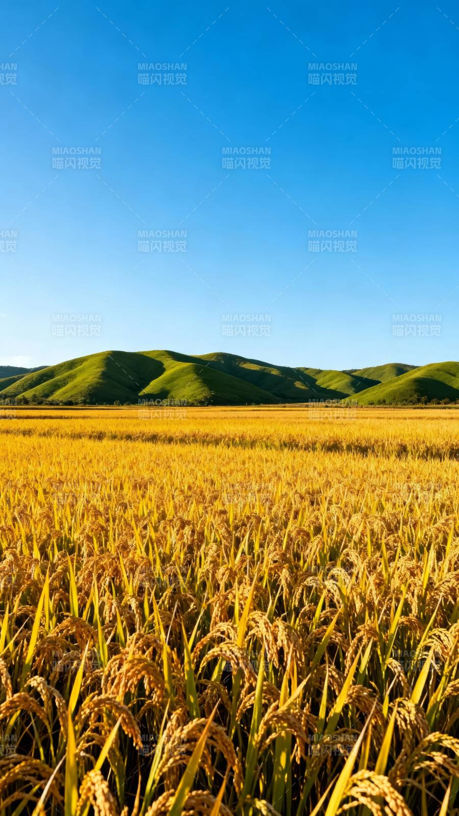 金稻映青山图片