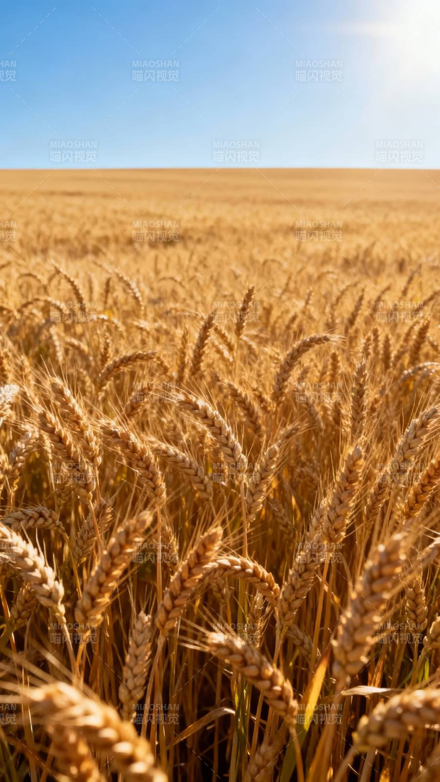 金黄麦田迎阳光图片