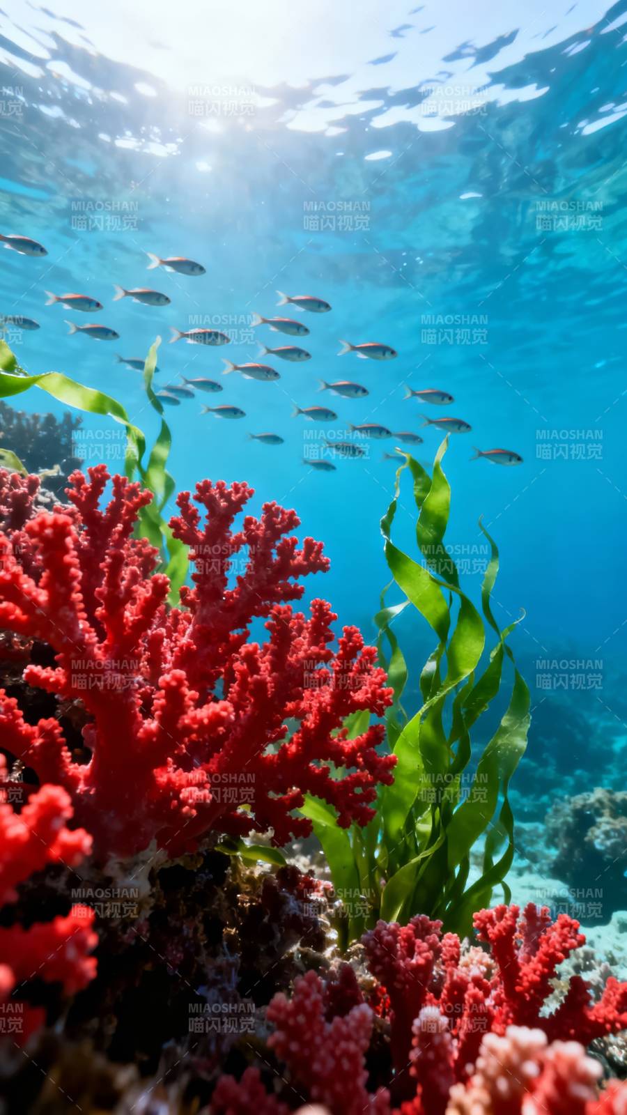 珊瑚礁鱼群游弋图片