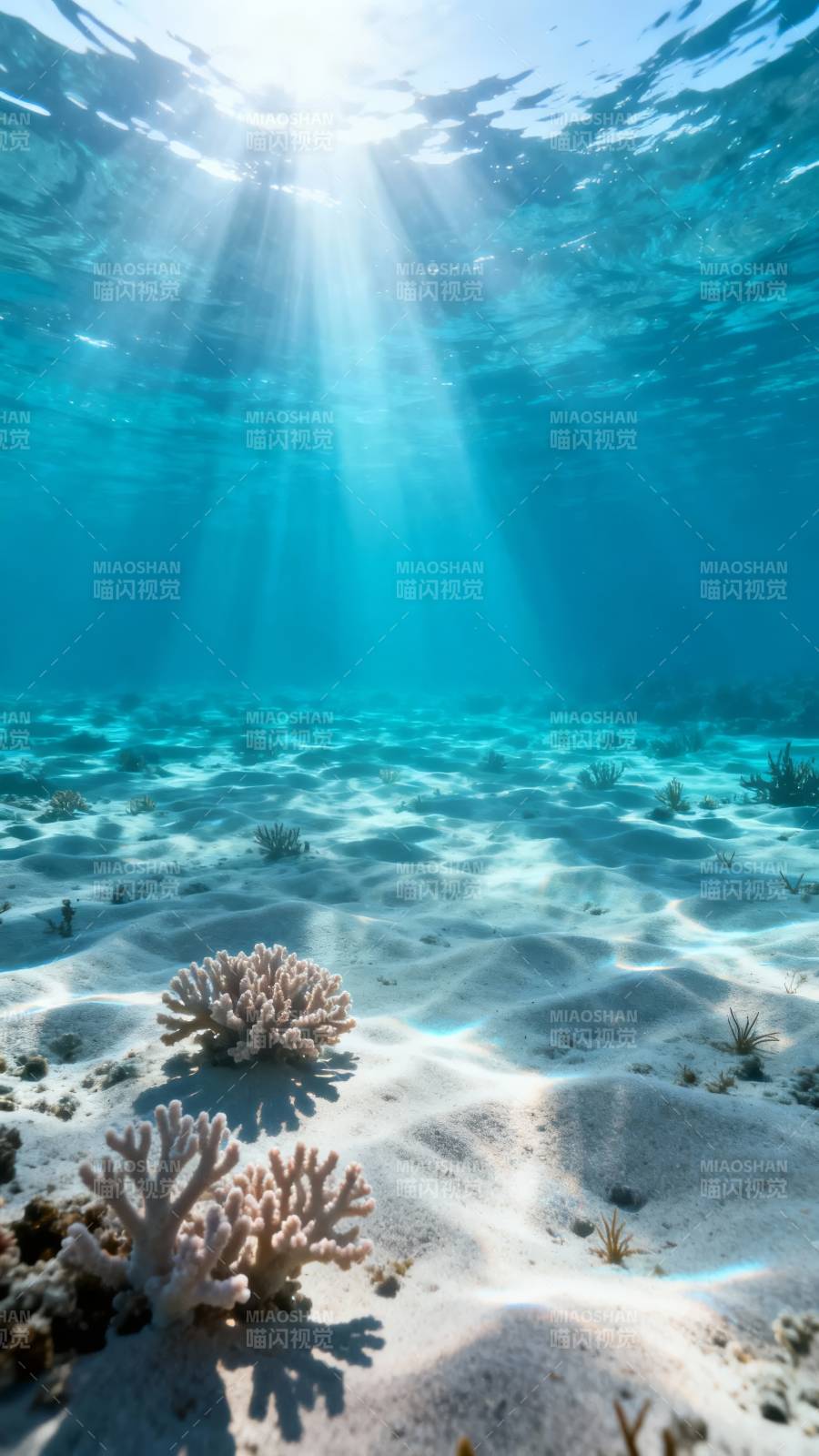 海底阳光珊瑚景图片