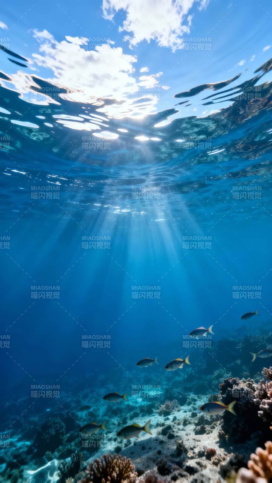 海底阳光鱼群游图片