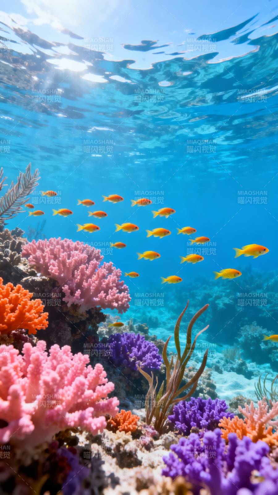 珊瑚礁与鱼群图片