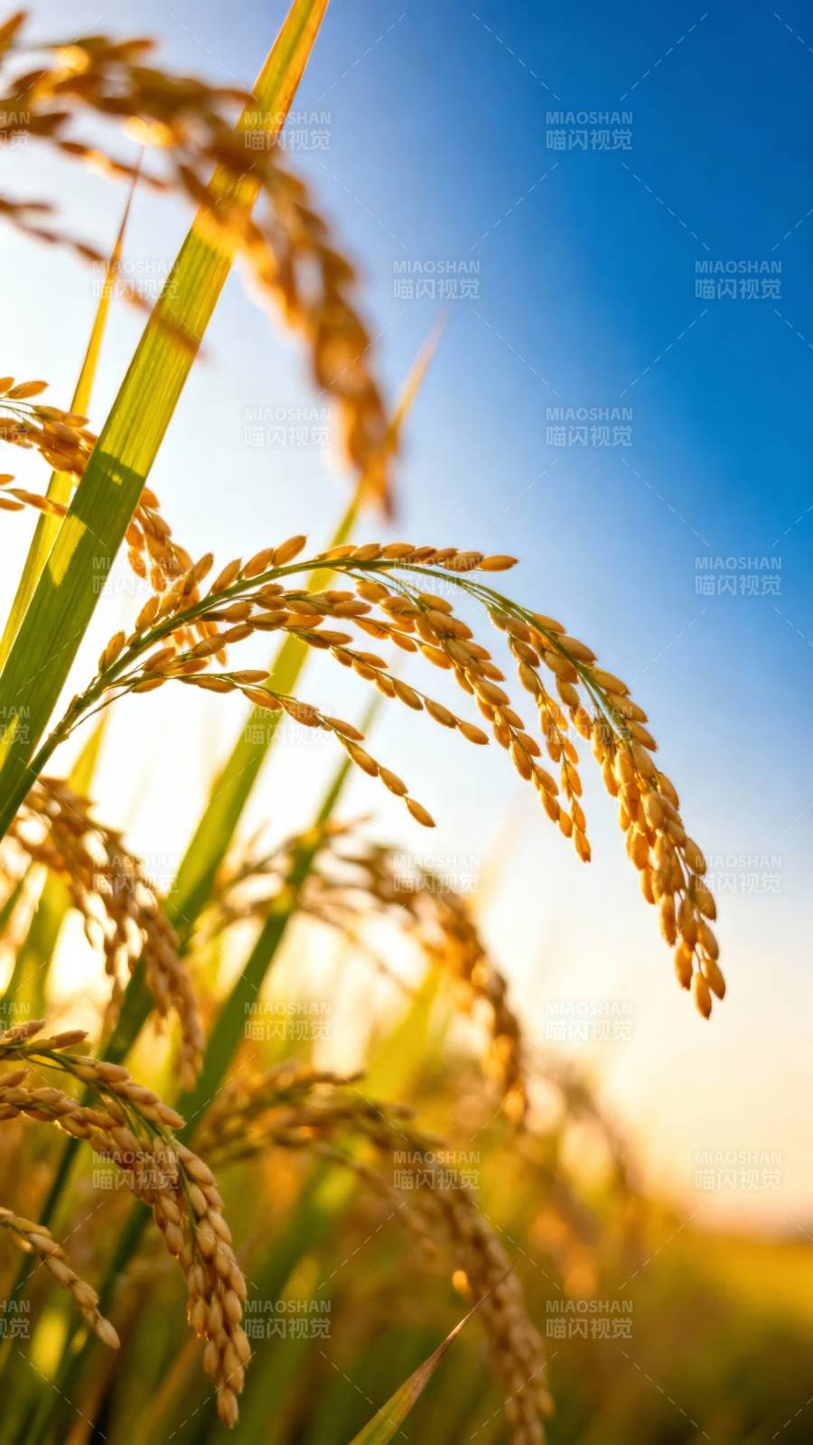 金穗迎日图片
