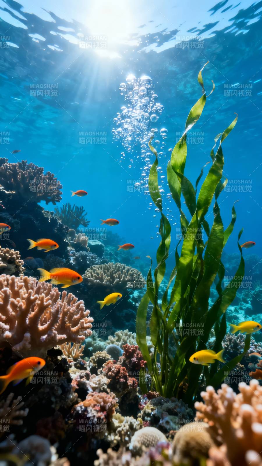 海底珊瑚鱼群图片