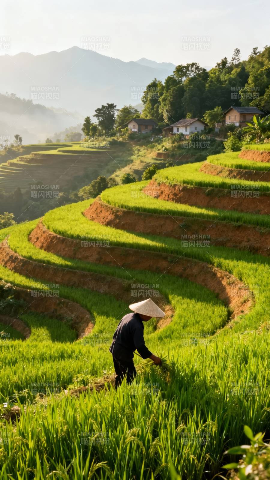 梯田晨耕图片