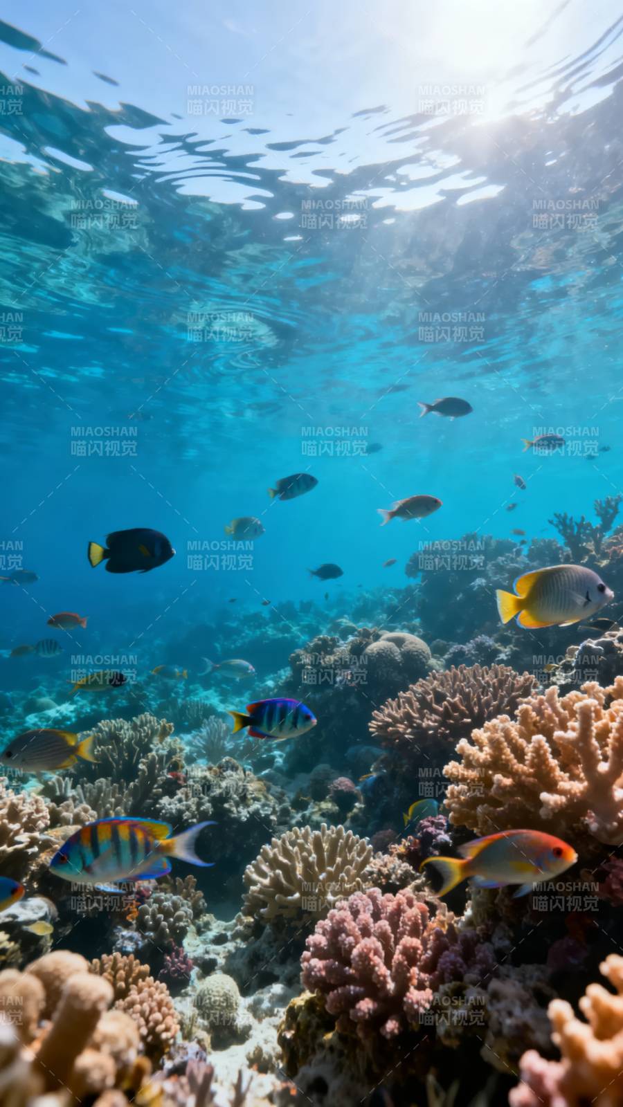 珊瑚礁鱼群图片