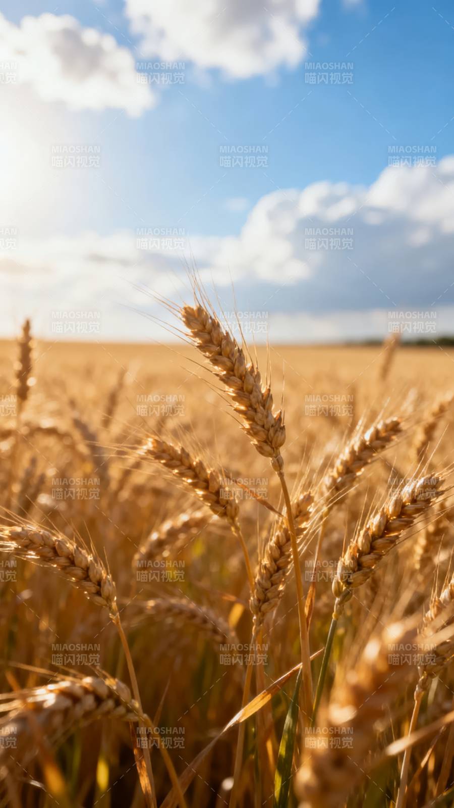 金麦迎风摇曳图片
