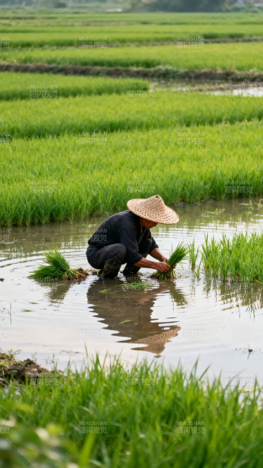 插秧人影图片