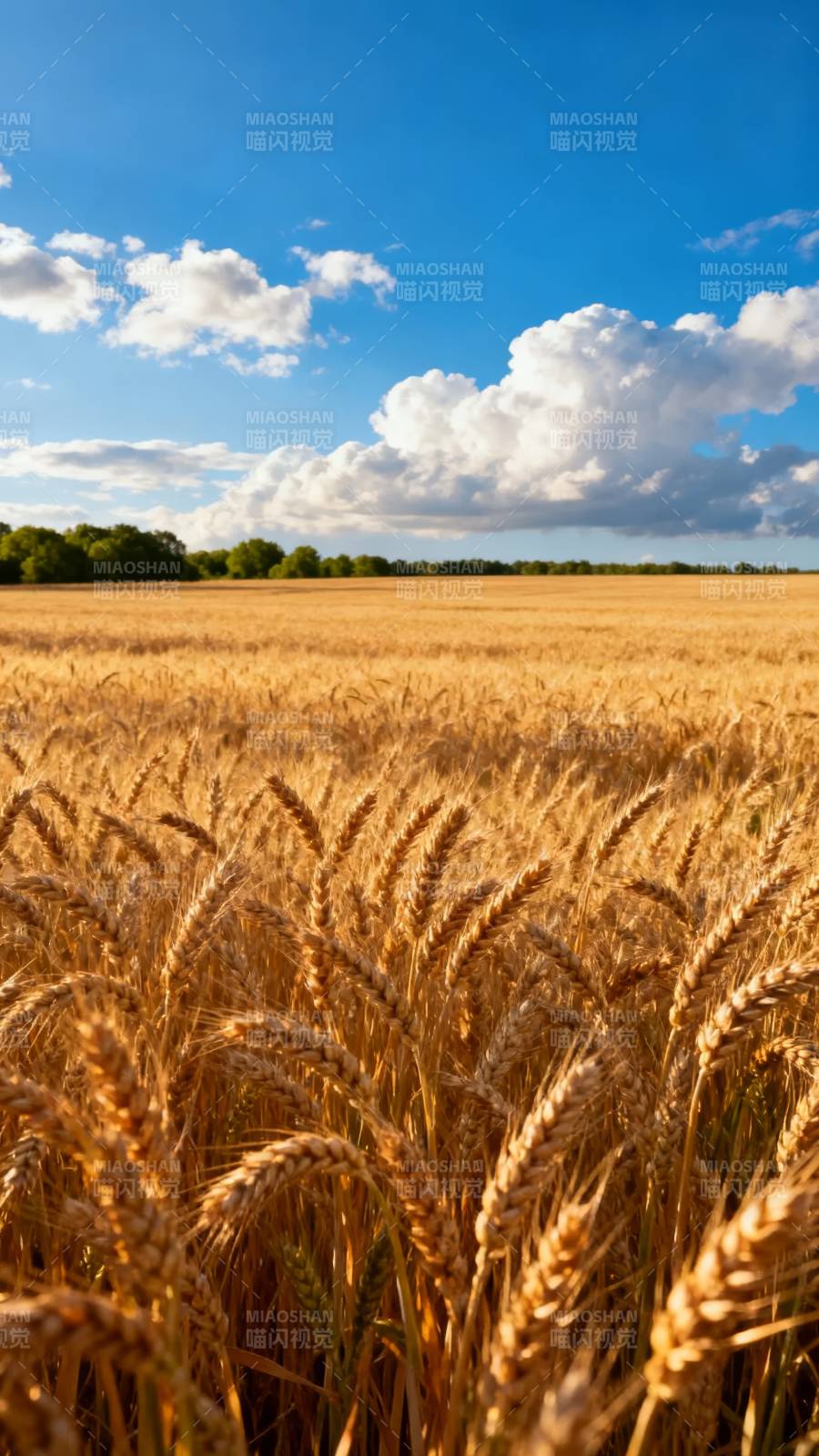 金麦田与蓝天白云图片