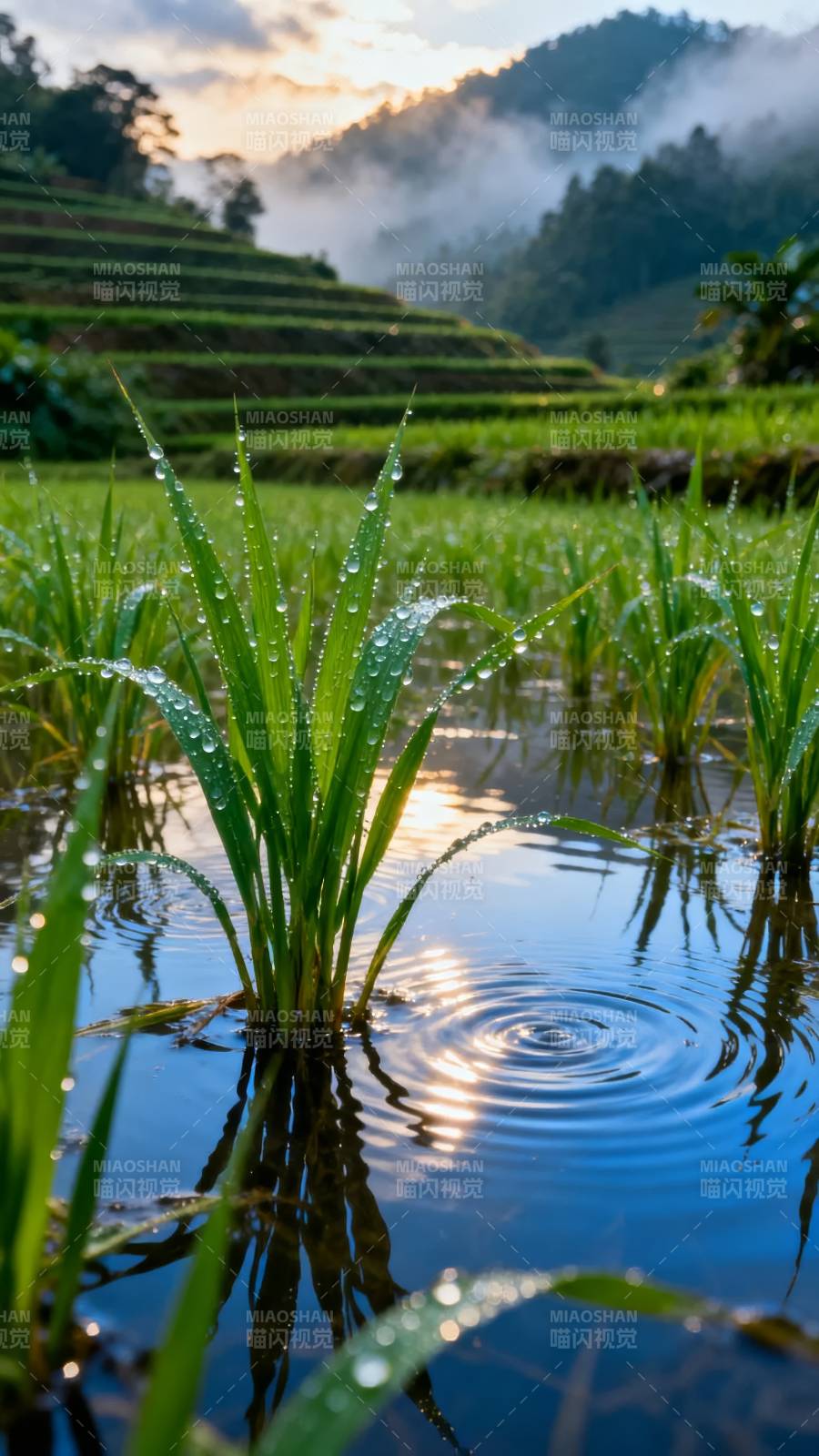 晨露稻田静谧美图片