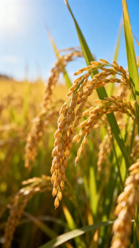 金稻迎风摇曳图片