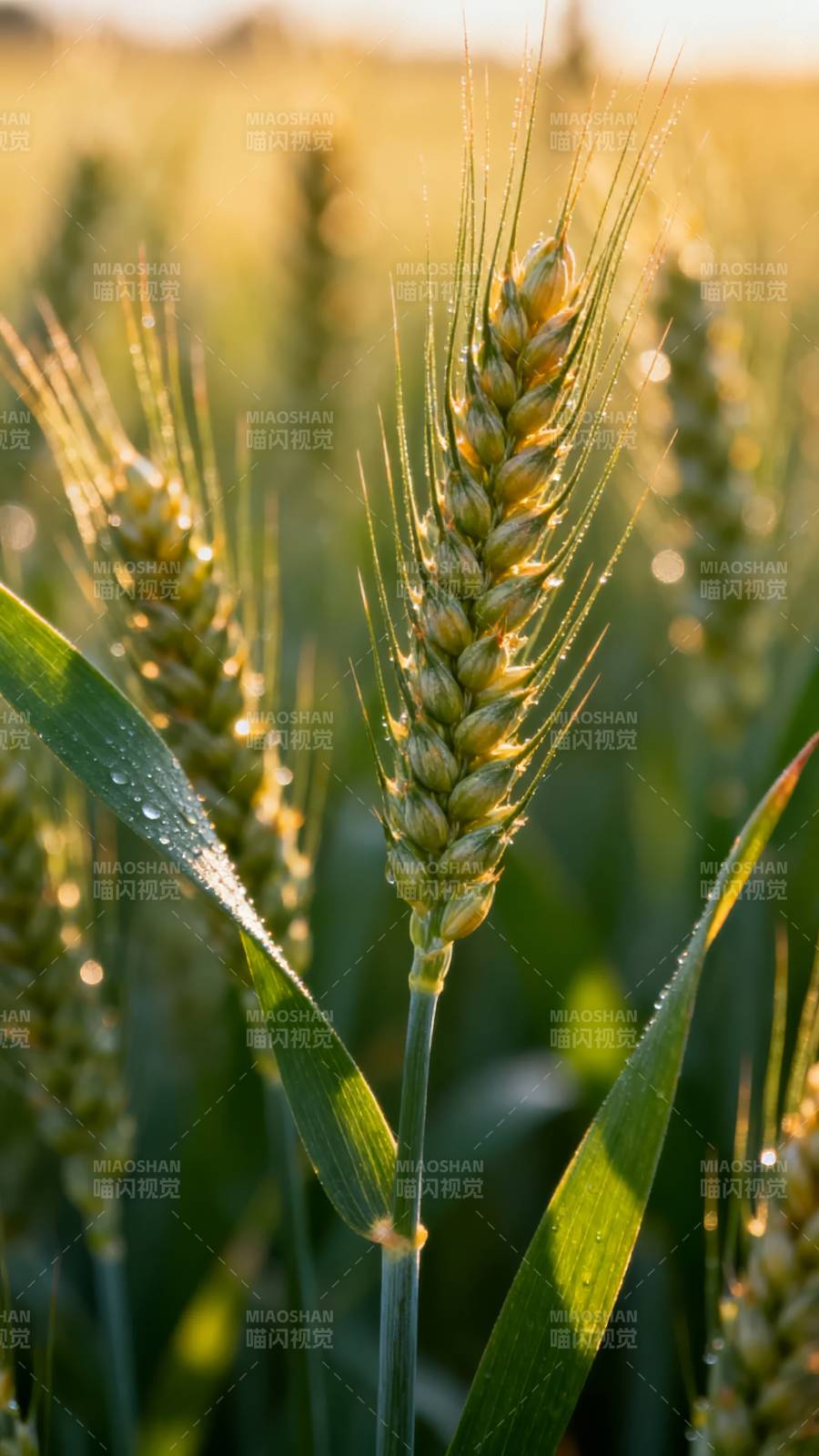 金穗迎晨光图片